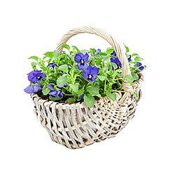 YRSCommercial, Evesham Product Photography Flowers & Baskets Example 14